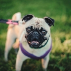 Please Pick Up After Your Dog – Keep Kilsby Clean