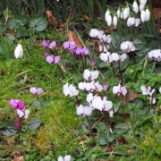 Purple and white cyclamen flowers surrounded by green leaves and grass, with a few white snowdrops in the background.